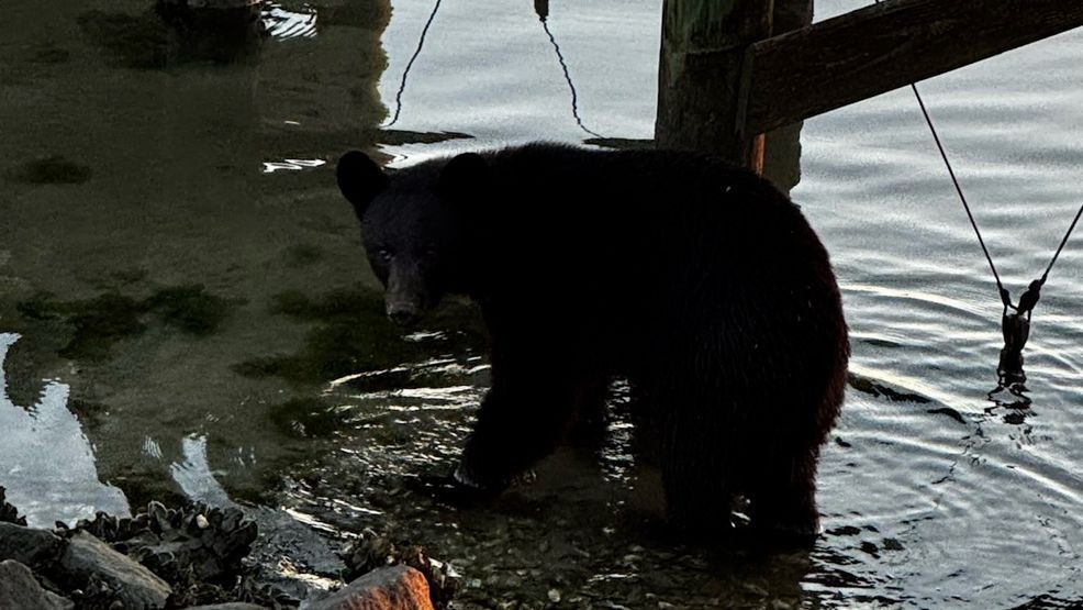 Black bear spotted in Emerald Isle. (Photo courtesy: Randy Stallings)