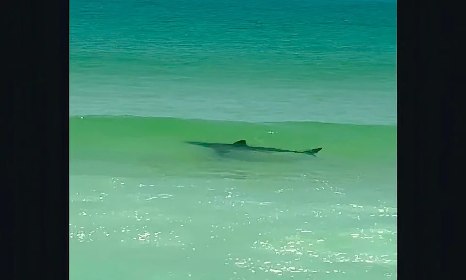 Shark in waves at Ladies Beach.