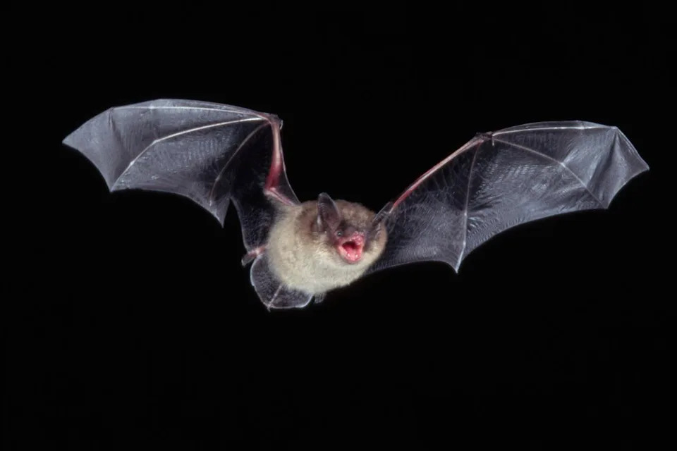 Stock photo of batCredit: Getty