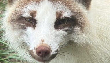 Pearl, rescued from a fur farm, now runs, plays, and basks in the life she was denied
