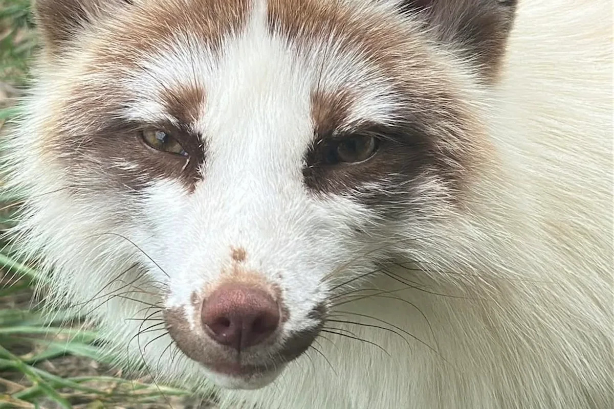 Pearl, rescued from a fur farm, now runs, plays, and basks in the life she was denied