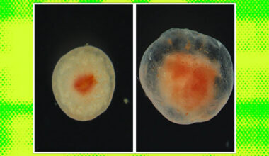 Scientists Intrigued by Chunk of Flesh That Refuses to Die After Several Years
