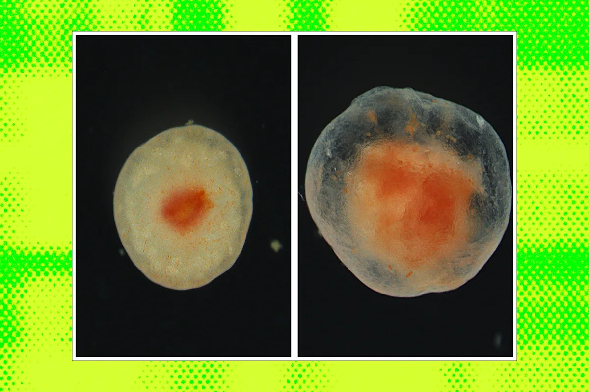 Scientists Intrigued by Chunk of Flesh That Refuses to Die After Several Years