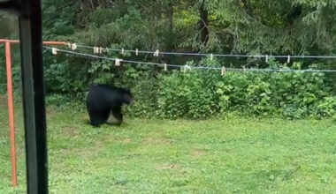 Three-legged black bear surprises homeowner after hobbling through backyard
