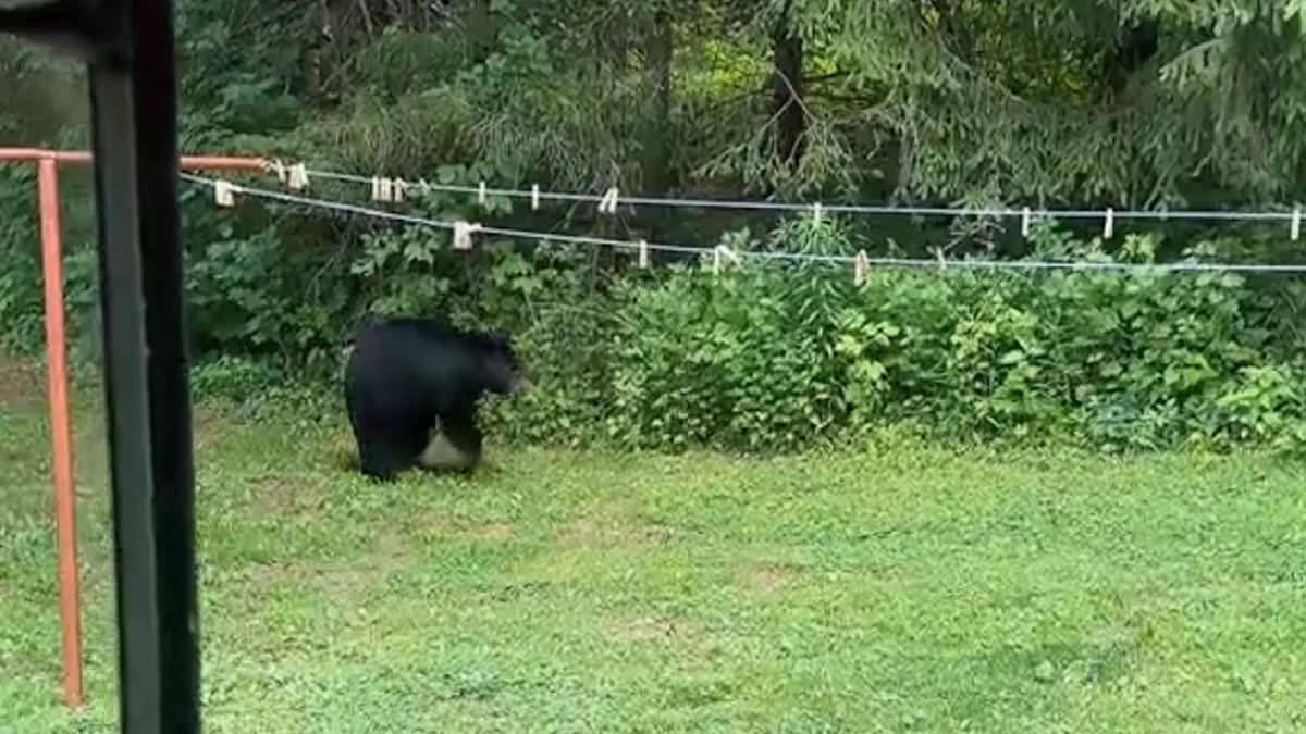 Three-legged black bear surprises homeowner after hobbling through backyard
