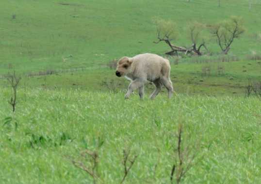 A rare white bison shown just days after its birth in the spring of 2026 at Neal Smith National Wildlife Refuge in Prairie City, Iowa. Officials announced on June 17 that it had died. A rare white bison shown just days after its birth in the spring of 2026 at Neal Smith National Wildlife Refuge in Prairie City, Iowa. Officials announced on June 17 that it had died.