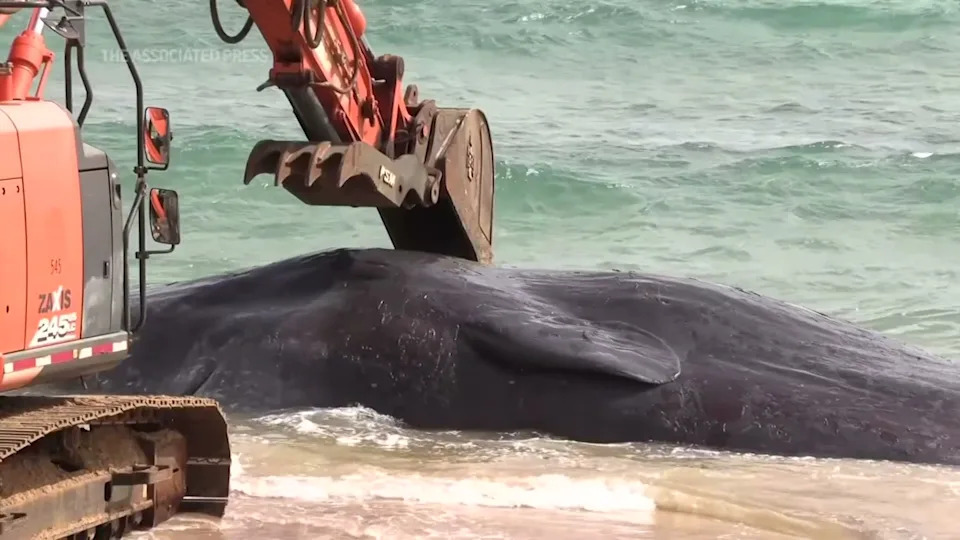Excavator looming over whale is dramatic and striking