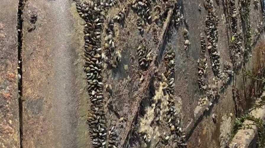 Sacramento County leaders consider emergency action on golden mussels