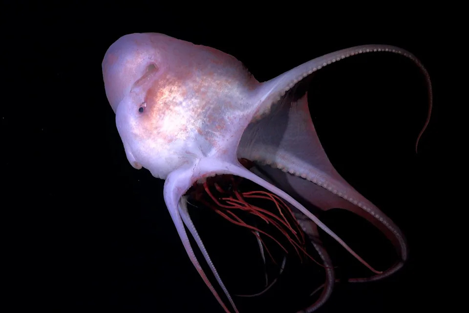 Haliphron Atlanticus found on the coast of BrazilCredit: ROV SuBastian / Schmidt Ocean Institute