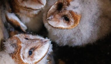Thousands to watch barn owls grow up on NC owl cam :: WRAL.com