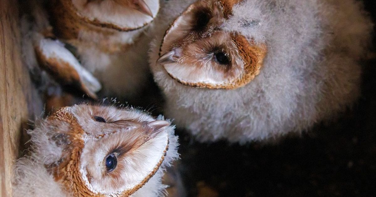 Thousands to watch barn owls grow up on NC owl cam :: WRAL.com