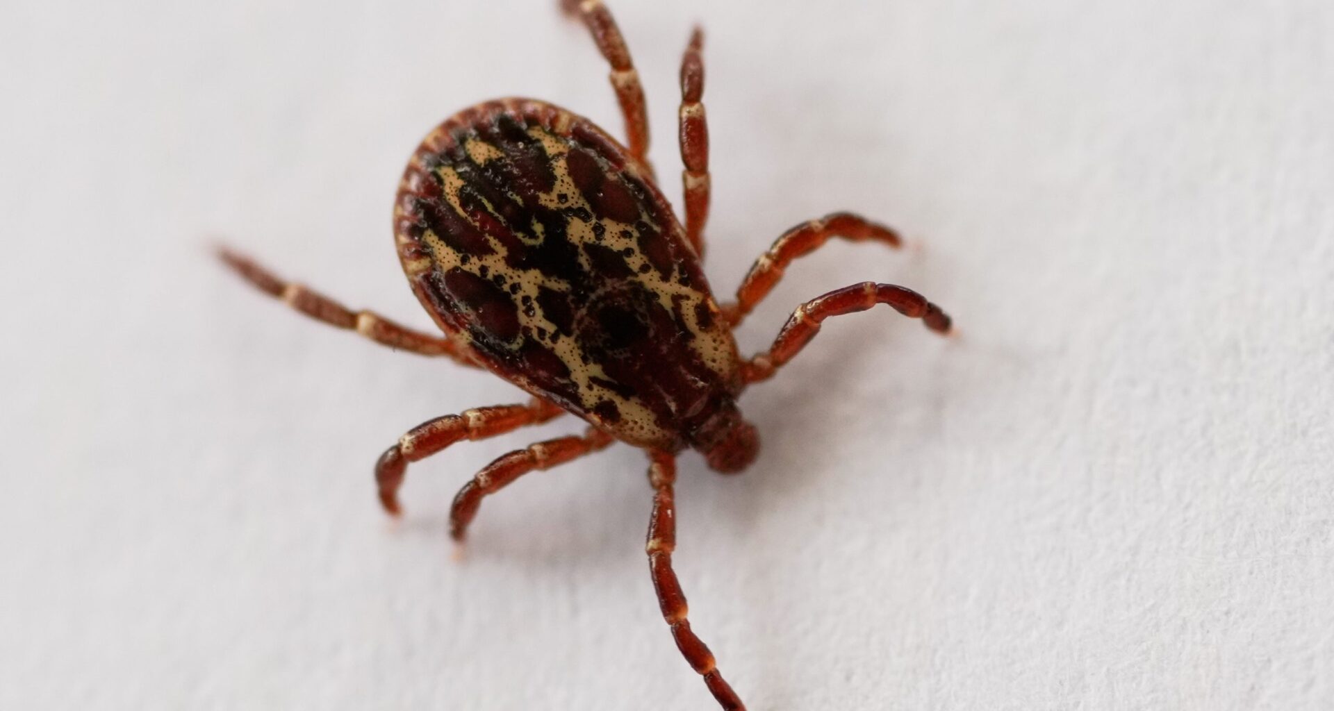 This could be a big year for ticks in Colorado. Here’s what you should know.