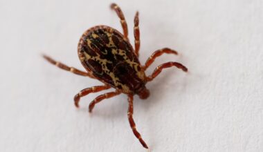 This could be a big year for ticks in Colorado. Here’s what you should know.