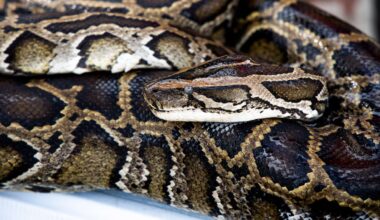 How many tons of invasive Burmese pythons were captured in Florida this season? - Tampa Bay Times