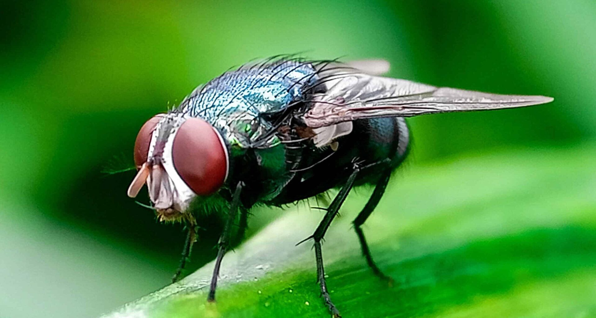 An adult New World screwworm fly sits on a green leaf