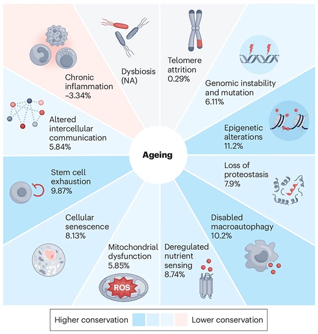 Ageing hallmarks
