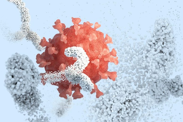 Antibodies Surrounding Inactivating Coronavirus