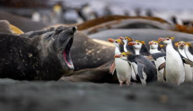 Elephant Seal Scolds Penguins in Superb Photo Shortlisted for Wildlife Award