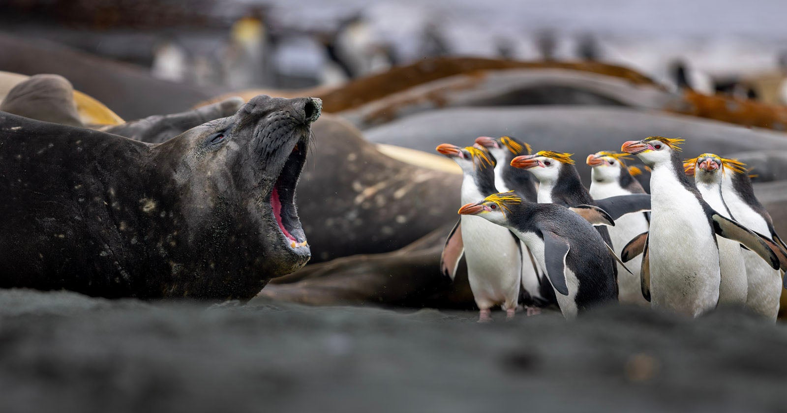 Elephant Seal Scolds Penguins in Superb Photo Shortlisted for Wildlife Award