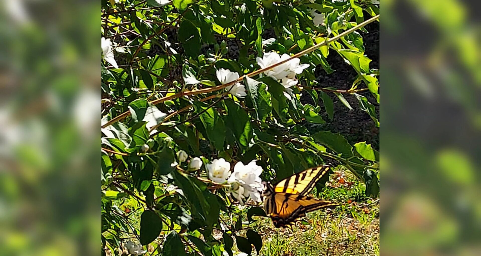 Photo of the Week: Butterfly on a cloud of white • The Mendocino Voice