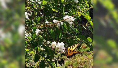 Photo of the Week: Butterfly on a cloud of white • The Mendocino Voice