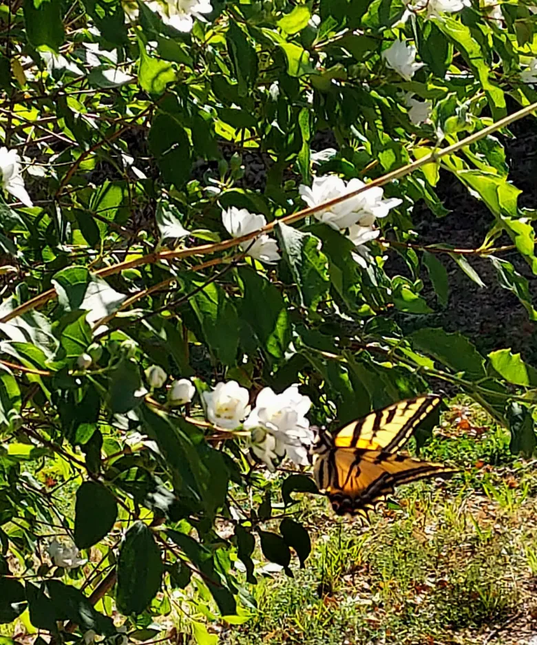 A yellow and black butterfly rests among white flowers and green leaves in a sunlit garden.