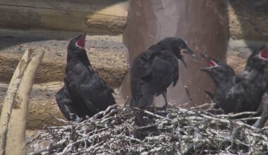 Ravens set up shop disguised as a woolly mammoth
