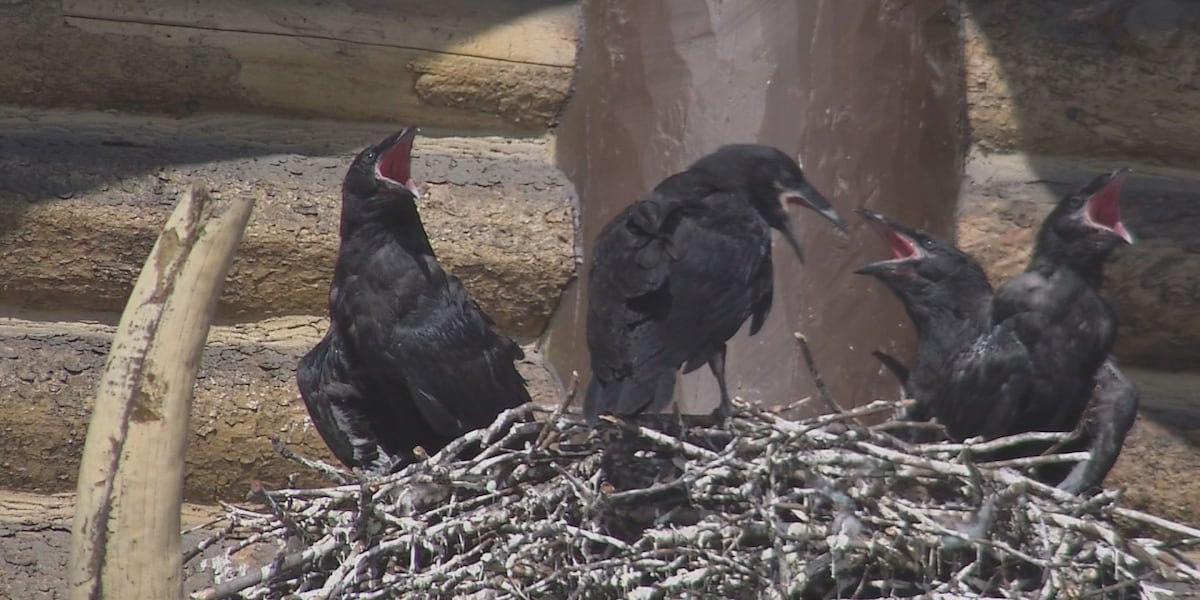 Ravens set up shop disguised as a woolly mammoth