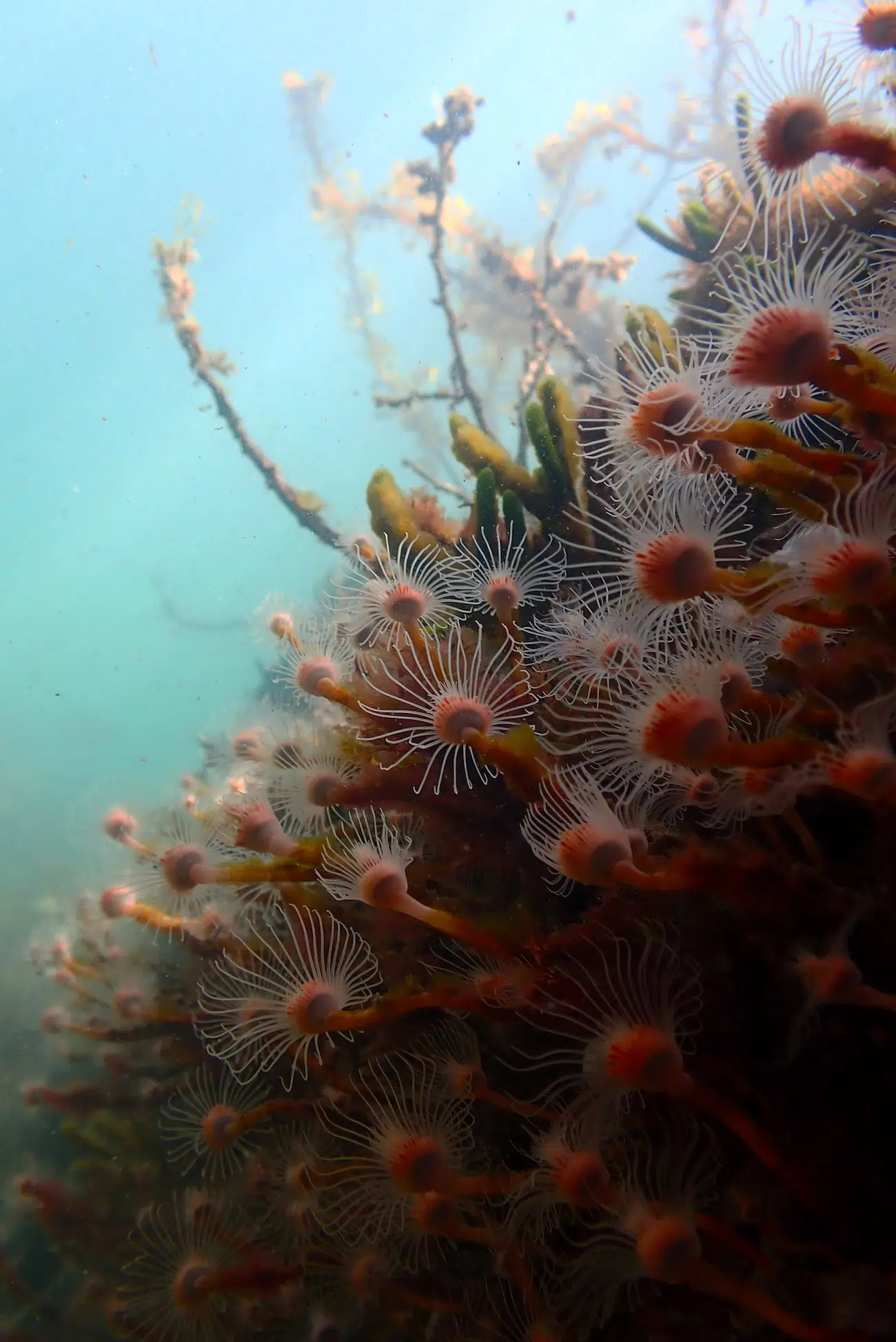 Stalked Hydroids (Ralpharia magnifica)