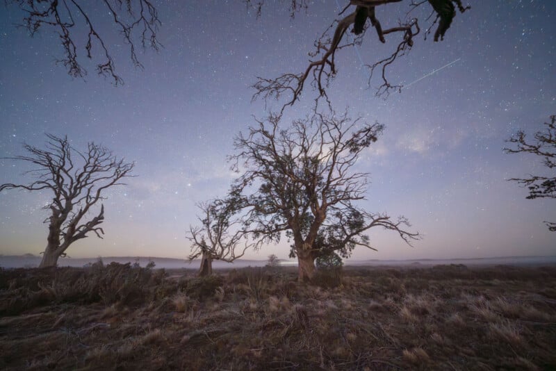 Leafless, twisted trees stand on a grassy plain under a clear night sky filled with stars and a visible shooting star, creating a serene and slightly eerie atmosphere.