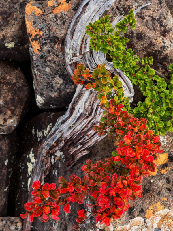 A twisted, weathered branch with small, serrated leaves transitions from green to bright red as it grows across rough, lichen-spotted rocks.