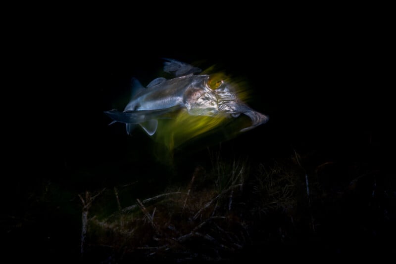A ghostly, translucent squid swims in dark water, its tentacles and body illuminated by a bright, yellowish light, creating a blurred effect against the black background.