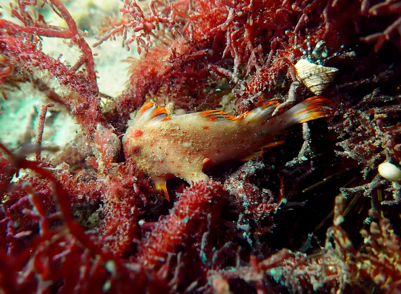 A red handfish in Tasmania