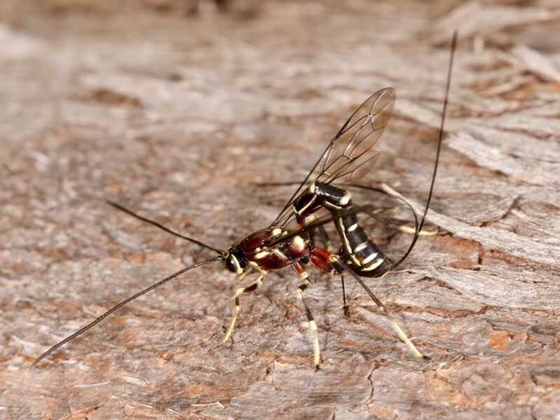 A close-up of an ichneumon wasp with long antennae and transparent wings standing on rough, textured bark. The wasp has a slender black and yellow body with a long ovipositor extending from its abdomen.