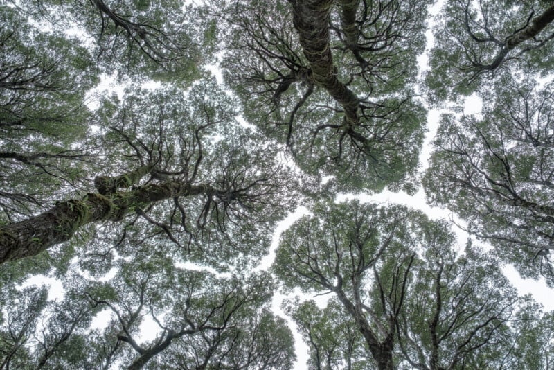 Looking up at tall trees with dense canopies, the leaves form distinct gaps where their crowns don’t touch, creating a natural pattern against the bright sky. This phenomenon is known as "crown shyness.