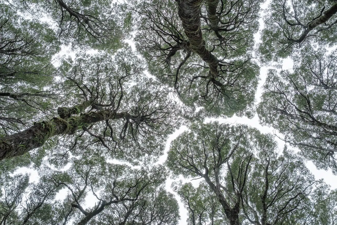 Crown shyness of trees