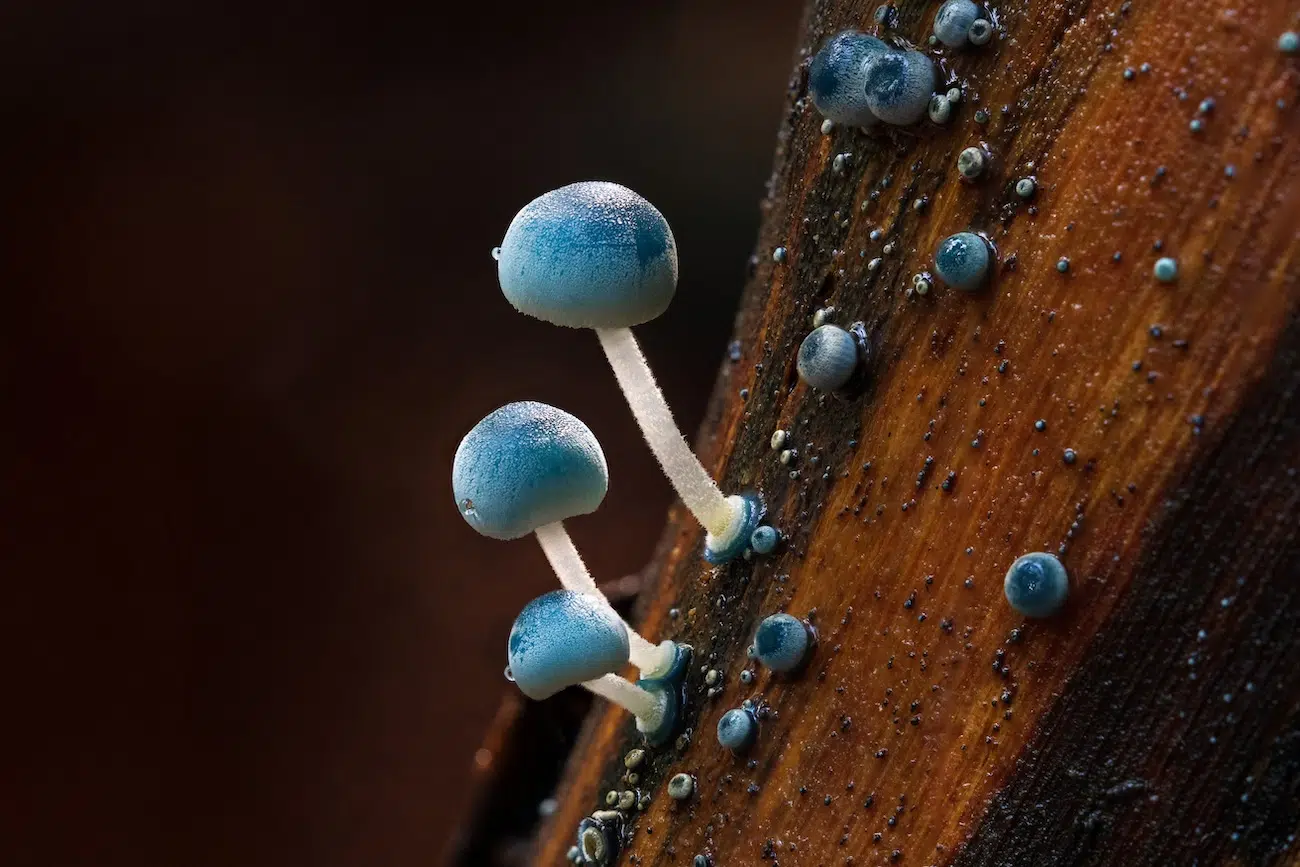 Blue mushrooms growing on damp wood