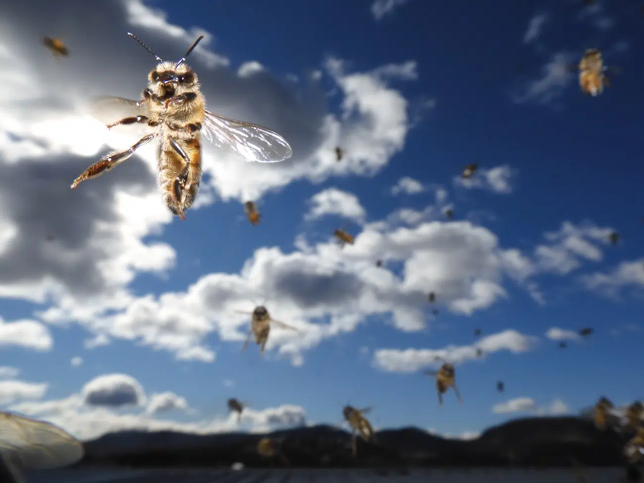 Worker bees flying in sunny sky