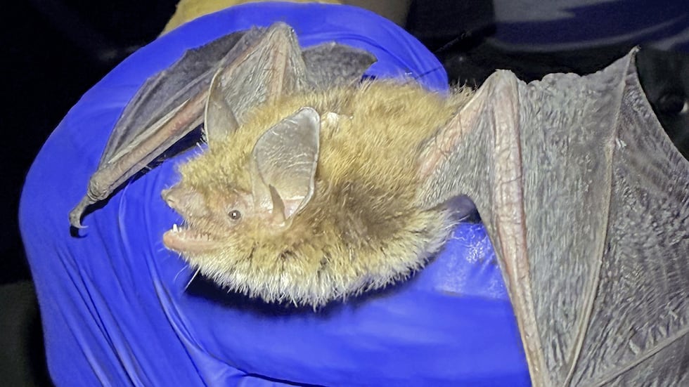 A researcher holds a little brown bat, the first confirmed sighting of a live little brown bat...