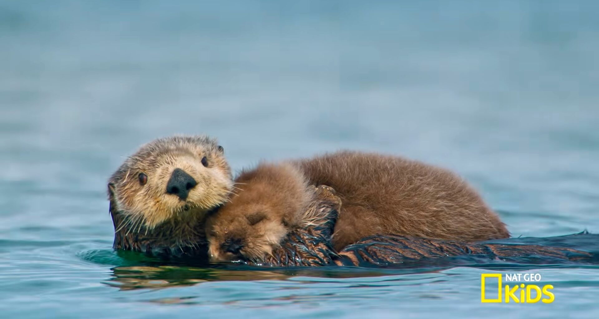 A Playful Compilation of Baby Animals in National Parks