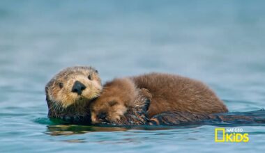 A Playful Compilation of Baby Animals in National Parks