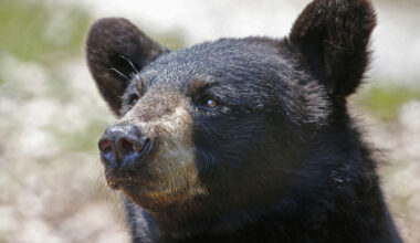 Bears spotted in Old Orchard Beach