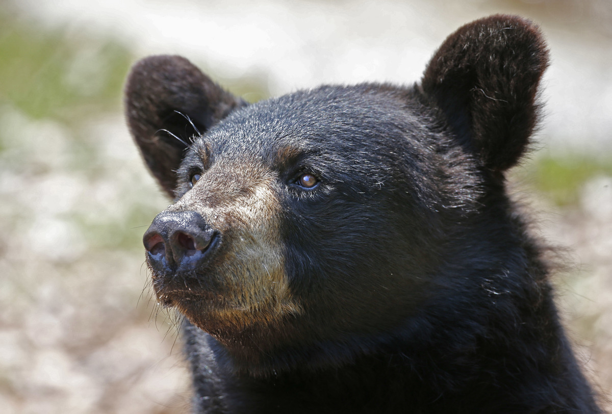 Bears spotted in Old Orchard Beach