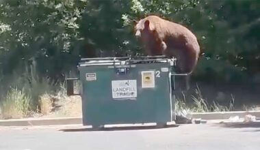 Human-Bear Conflicts Up Across West Could Signal More Attacks, Removals Coming