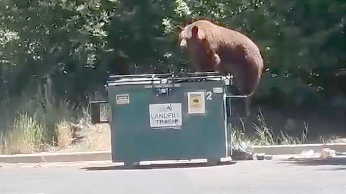 Human-Bear Conflicts Up Across West Could Signal More Attacks, Removals Coming