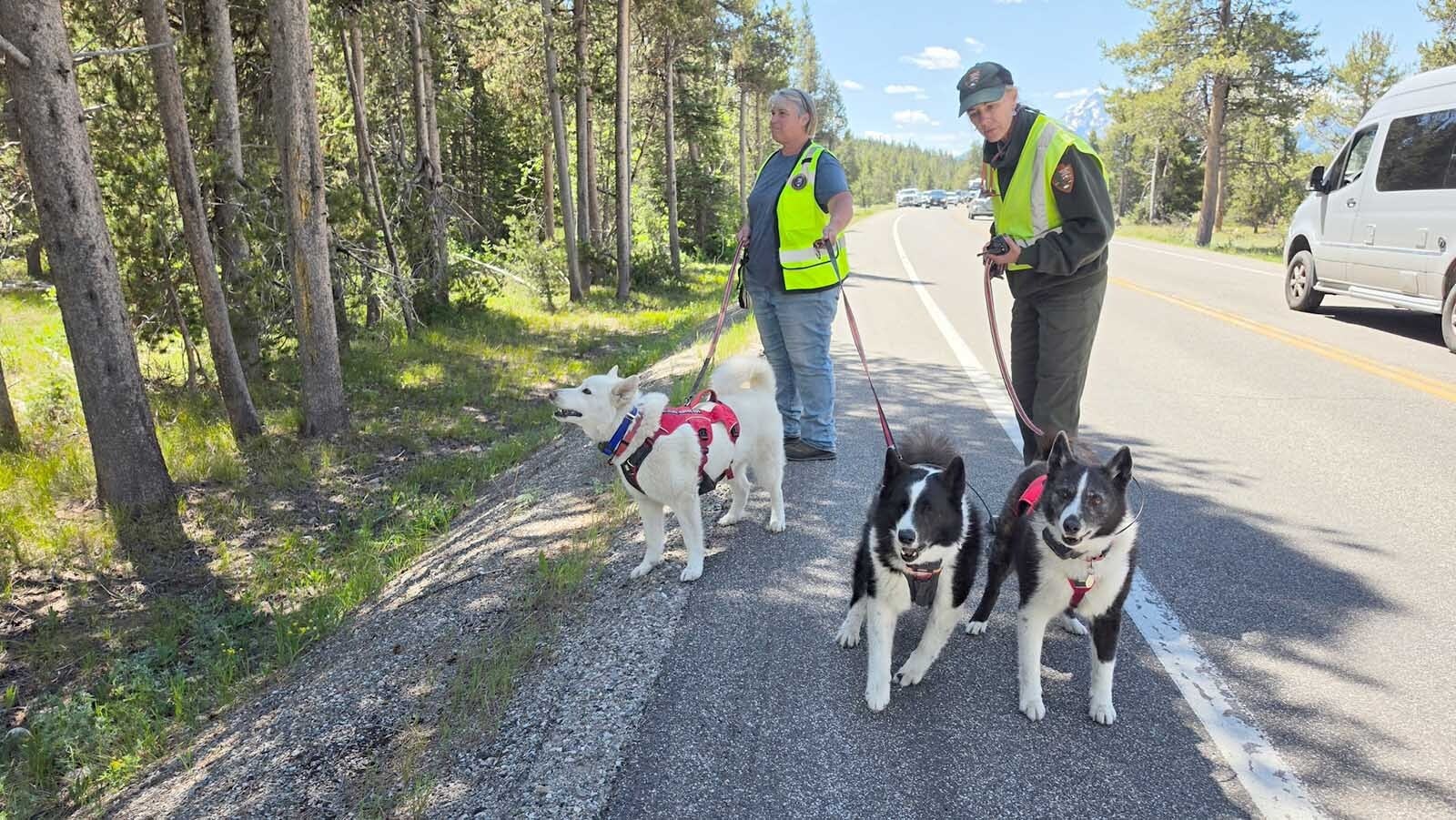 Dog handler Heather Reich (left), federal wildlife biologist Kat Wilmot and Karelian bear dogs Lumi, Kondii and Gimbal search for a young grizzly called Miracle in Grand Teton National Park.