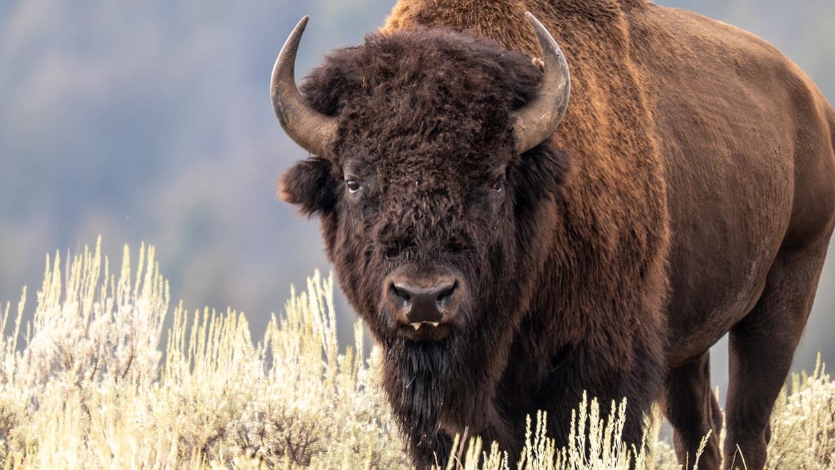 Bison are massive animals.