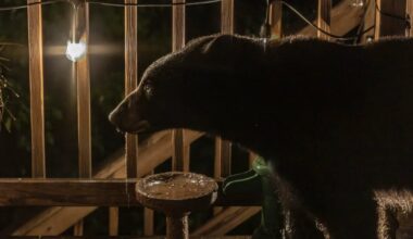 Black bear stops by for a drink at Germantown home
