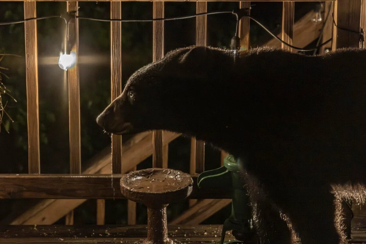 Black bear stops by for a drink at Germantown home