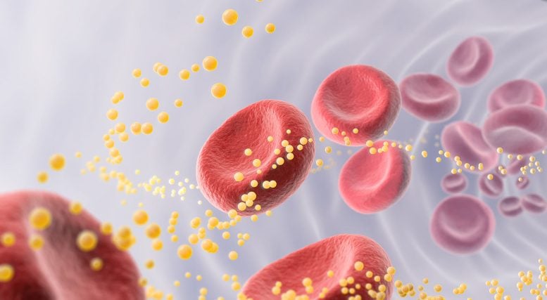 Blood Cells Cholesterol